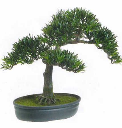 بونسای پودو کارپوس